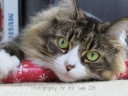 Photography for the Soul 2013