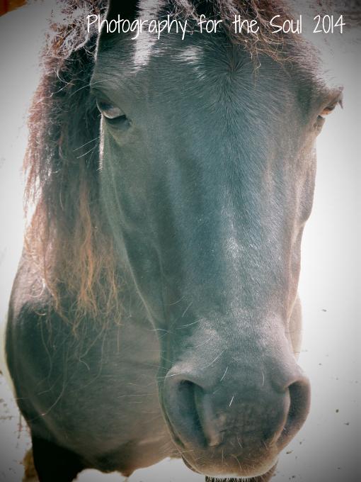 Photography for the Soul 2014